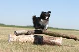 BORDER COLLIE 195